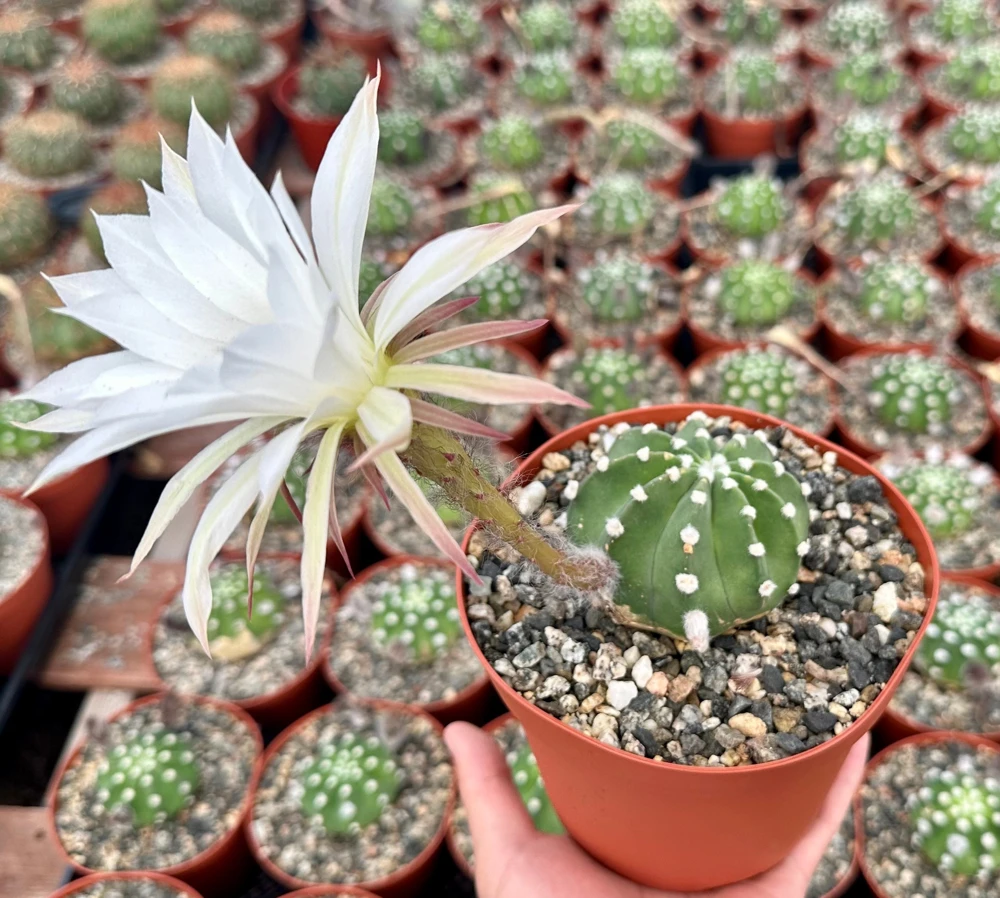 Easter Lily Cactus Live Plant – Echinopsis Oxygona – Flowering Cactus – 6 inch Pot - Image 2