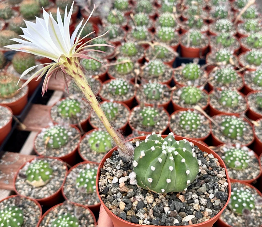 Easter Lily Cactus Live Plant – Echinopsis Oxygona – Flowering Cactus – 6 inch Pot - Image 3