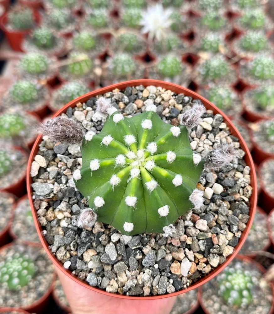 Easter Lily Cactus Live Plant – Echinopsis Oxygona – Flowering Cactus – 6 inch Pot - Image 4