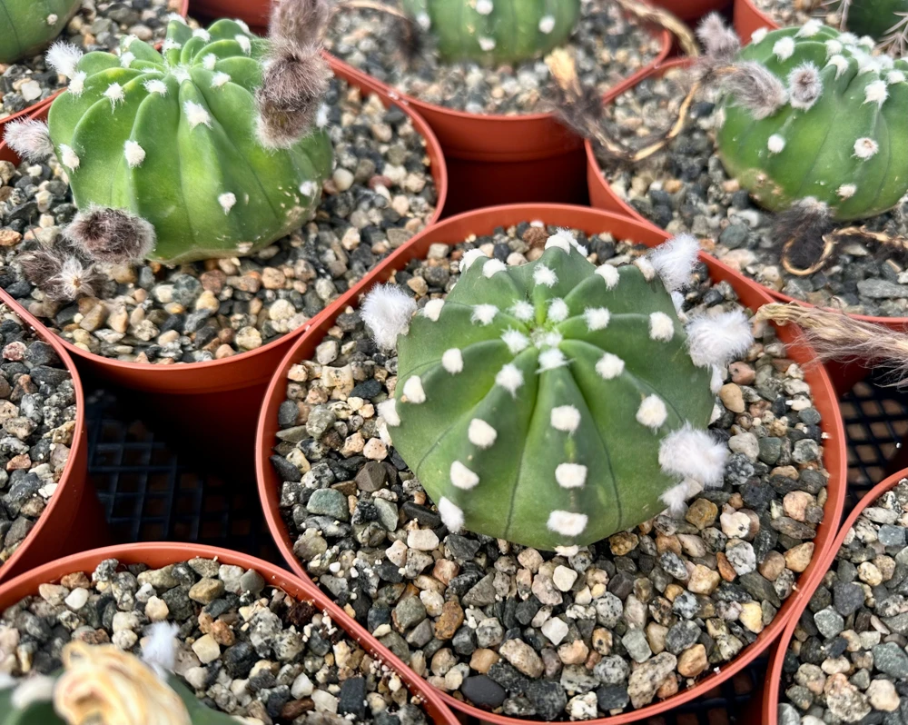 Easter Lily Cactus Live Plant – Echinopsis Oxygona – Flowering Cactus – 6 inch Pot - Image 5