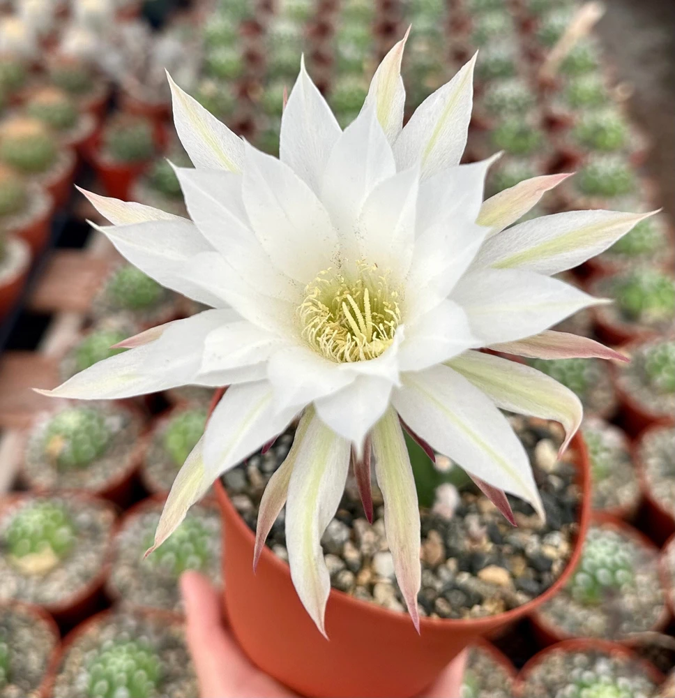 Easter Lily Cactus Live Plant – Echinopsis Oxygona – Flowering Cactus – 6 inch Pot - Image 1
