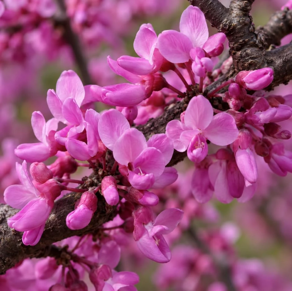 Eastern Redbud Tree Live Plant - 2 Ft Tall, 2-3 Year Old, Rosy-Pink Blooms - Image 3