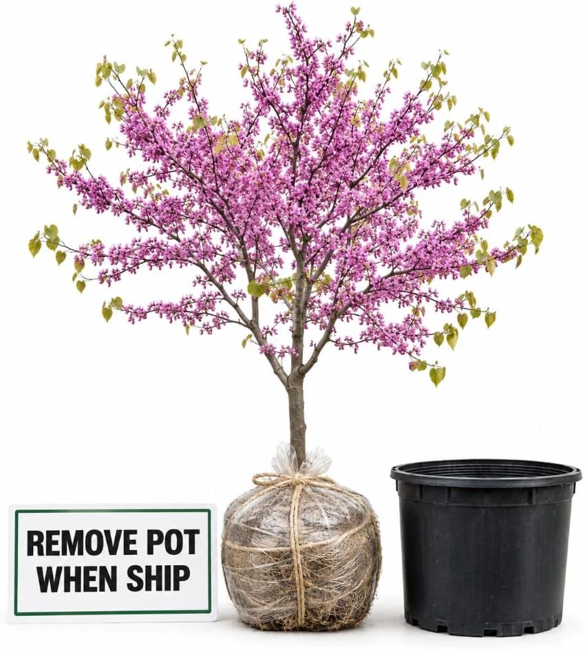 Eastern Redbud Tree Live Plant - 2 Ft Tall, 2-3 Year Old, Rosy-Pink Blooms - Image 5