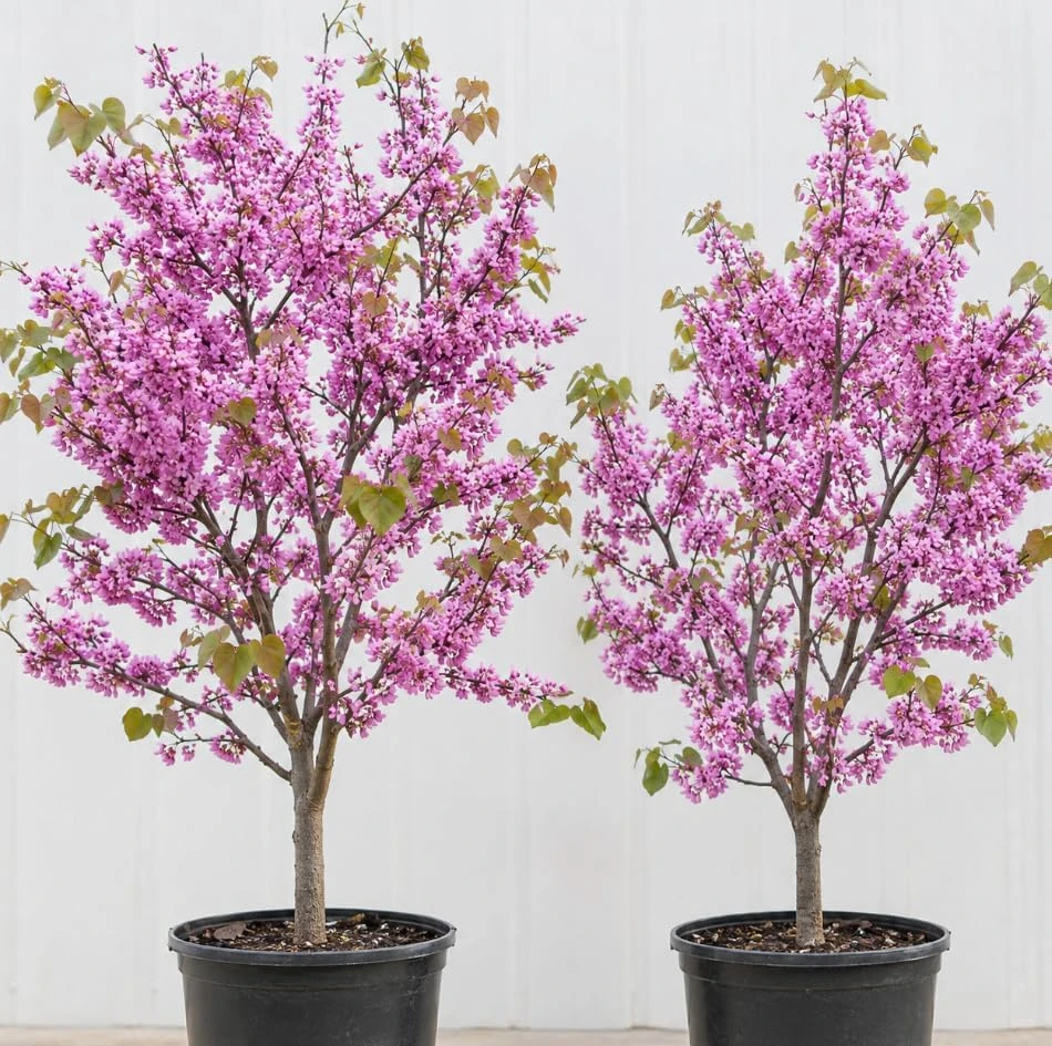 Eastern Redbud Tree Live Plant - 2 Ft Tall, Vibrant Rosy-Pink Blooms, Outdoor - Image 1