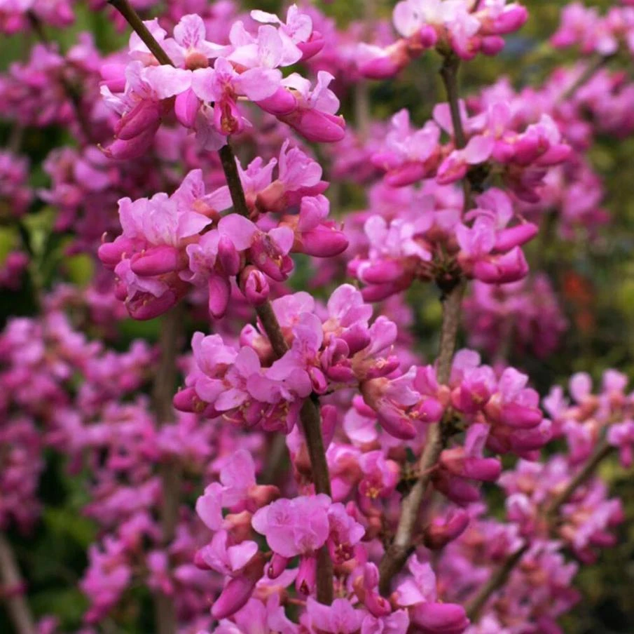 Eastern Redbud Tree Live Plant - 6-16 Inch Tall, Quart Pot, Ornamental Shrub - Image 4