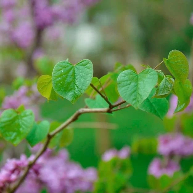 Eastern Redbud Tree Live Plant - 6-16 Inch Tall, Quart Pot, Ornamental Shrub - Image 5