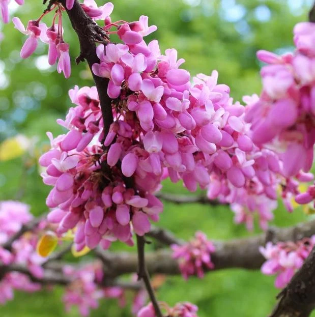 Eastern Redbud Tree Live Plant - 6-16 Inch Tall, Quart Pot, Ornamental Shrub - Image 6