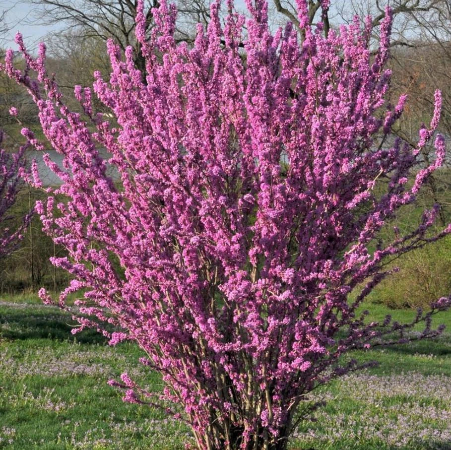 Eastern Redbud Tree Live Plant - 6-16 Inch Tall, Quart Pot, Ornamental Shrub - Image 7
