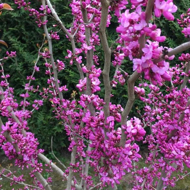 Eastern Redbud Tree Live Plant - 6-16 Inch Tall, Quart Pot, Ornamental Shrub - Image 8