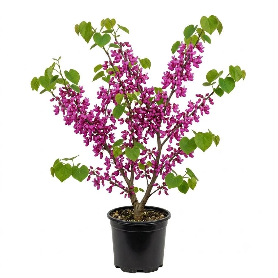 Eastern Redbud Tree Live Plant - 6-16 Inch Tall, Quart Pot, Ornamental Shrub - Image 1