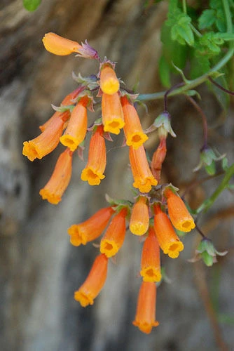 Eccremocarpus Scaber Seeds - Chilean Glory Vine - 10 Seed Packet - Outdoor Climbing Plant - Image 1