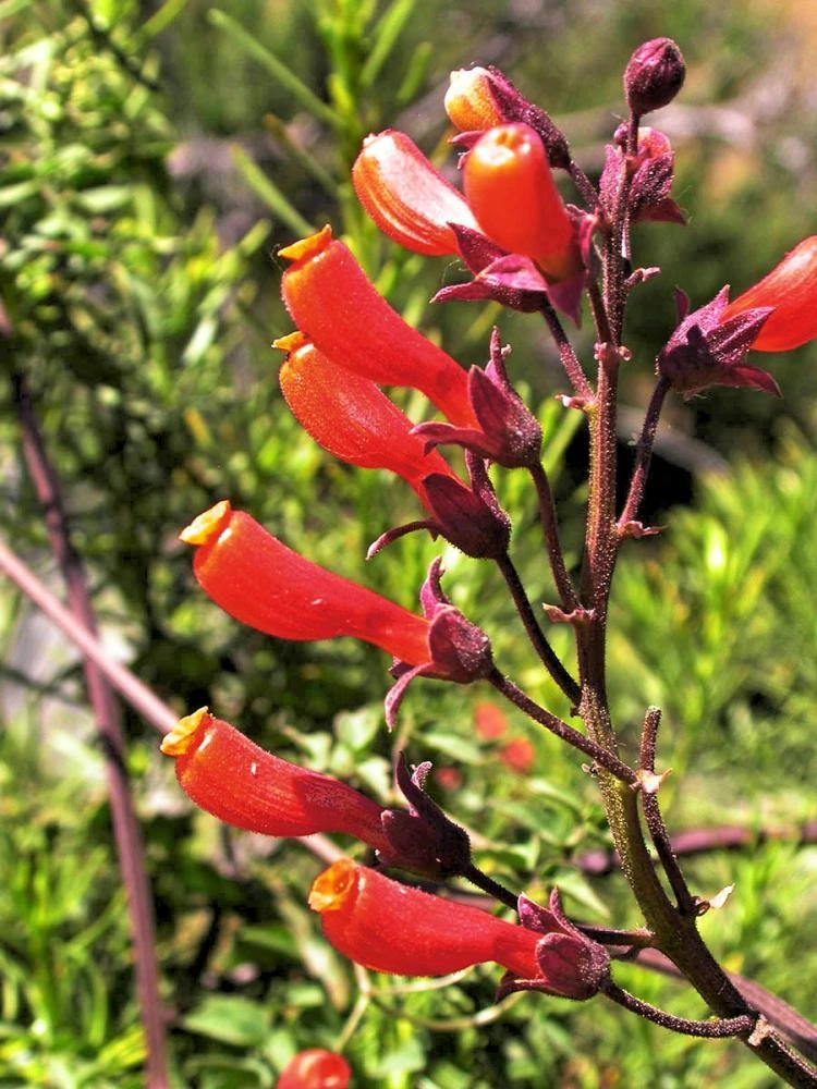 Eccremocarpus Scaber Seeds - Chilean Glory Vine - 10 Seed Packet - Outdoor Climbing Plant - Image 2