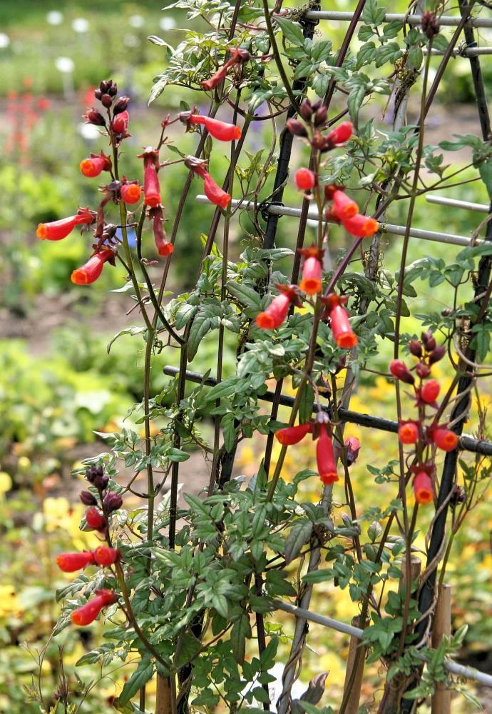 Eccremocarpus Scaber Seeds - Chilean Glory Vine - 10 Seed Packet - Outdoor Climbing Plant - Image 3