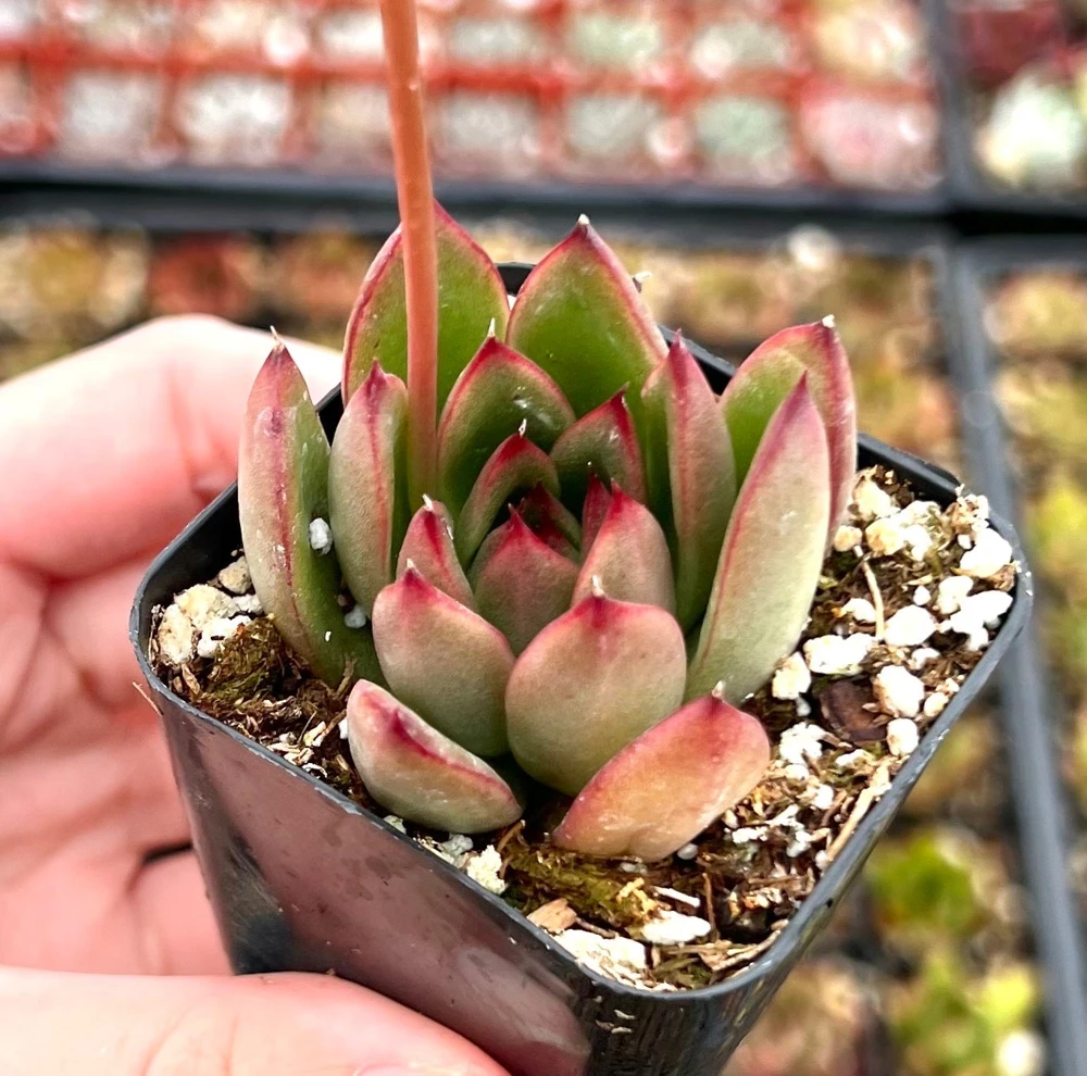 Echeveria Agavoides Christmas Live Succulent Plant - 2 inch Pot - Indoor/Outdoor - Image 1