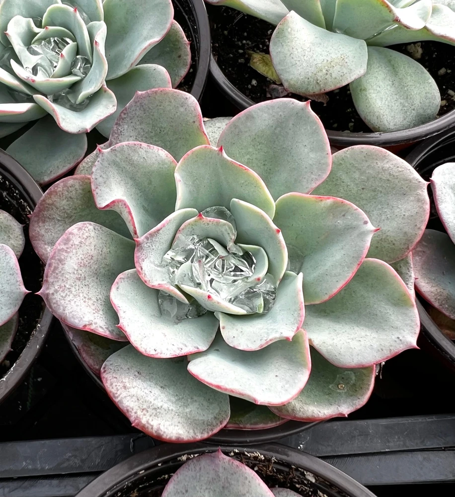 Echeveria Atlantis Live Succulent Plant - 4'' Pot - Powdery Blue-Green Rosettes - Indoor/Outdoor - Image 1