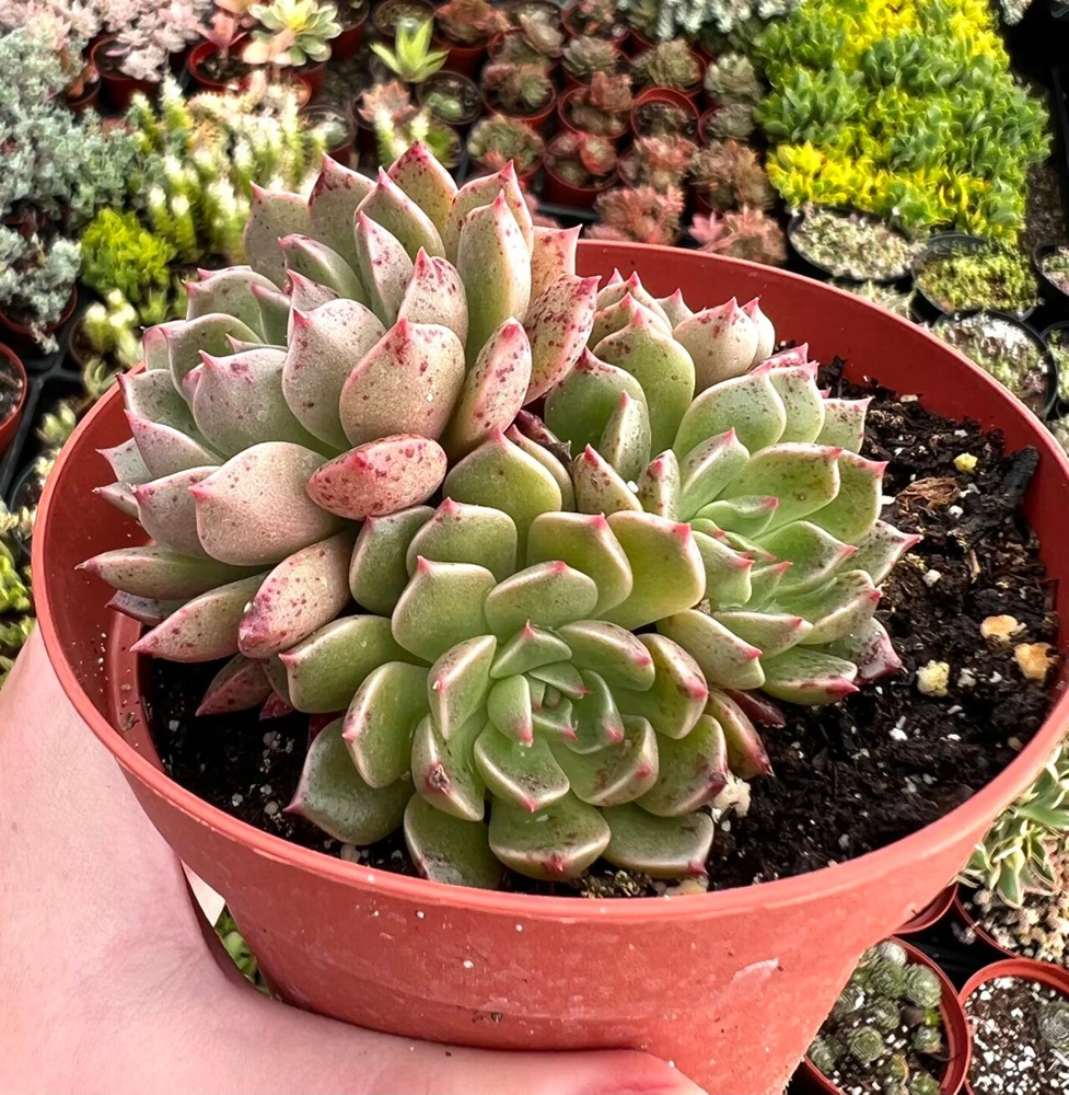 Echeveria Ben Badis Olivia Clusters Live Succulent Plant 2" 4" Pot - Image 2