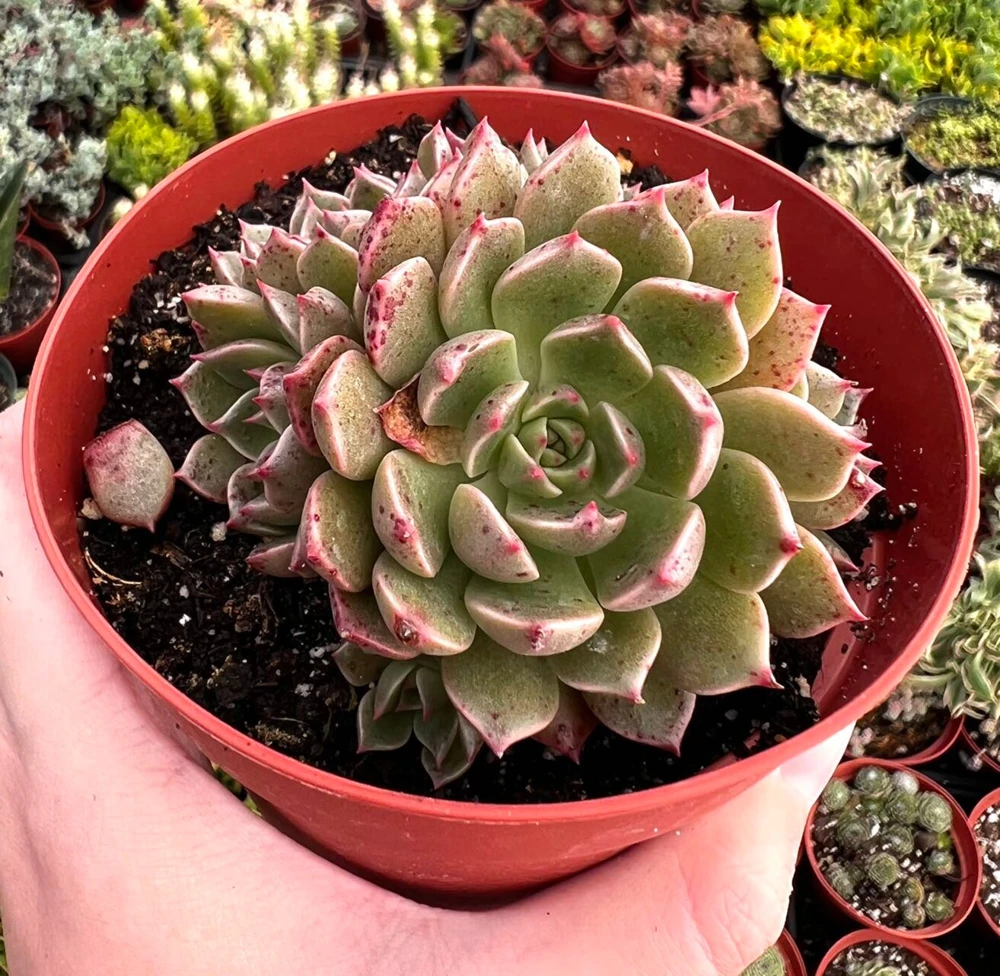 Echeveria Ben Badis Olivia Clusters Live Succulent Plant 2" 4" Pot - Image 3