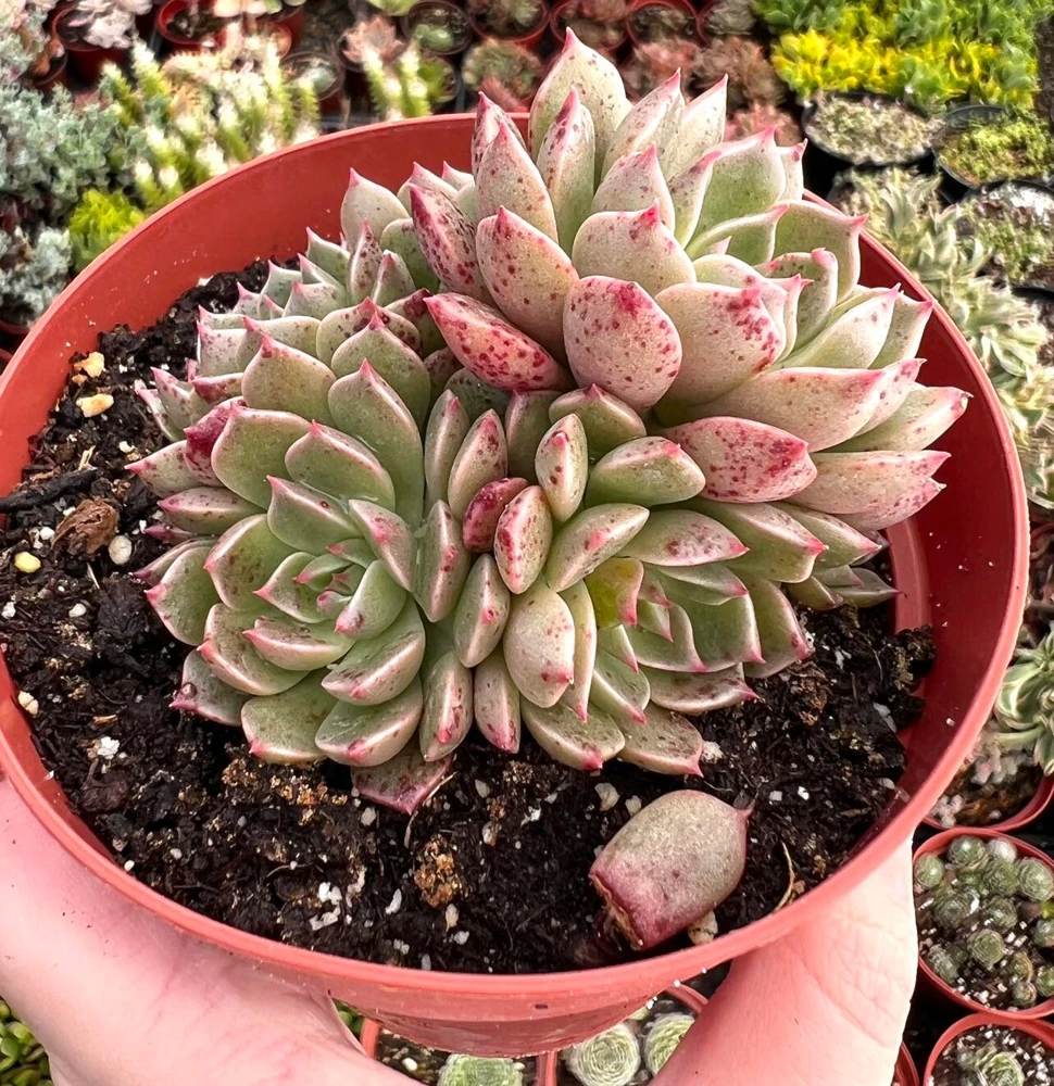 Echeveria Ben Badis Olivia Clusters Live Succulent Plant 2" 4" Pot - Image 4
