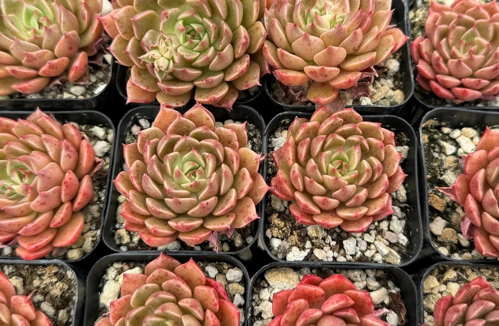 Echeveria Ben Badis Olivia Clusters Live Succulent Plant 2" 4" Pot - Image 5