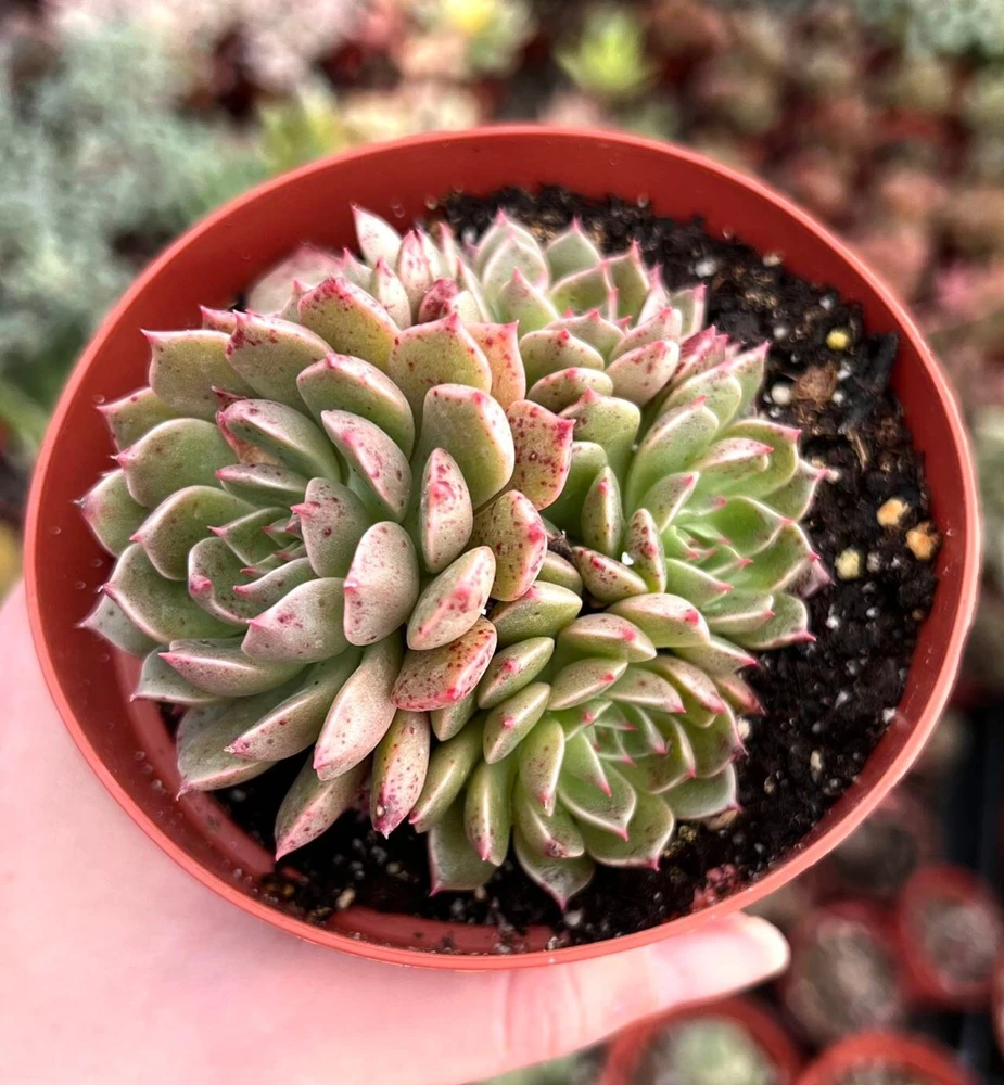 Echeveria Ben Badis Olivia Clusters Live Succulent Plant 2" 4" Pot - Image 1