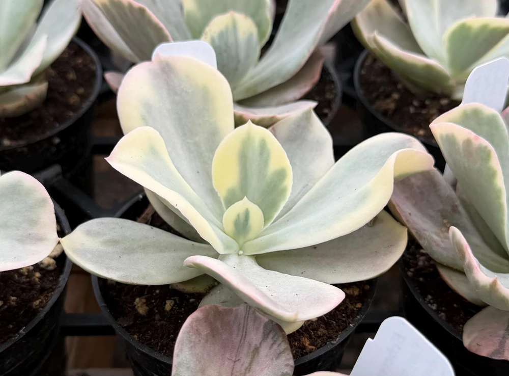Echeveria Chantilly Variegated Succulent Live Plant - 4" Pot, Rare Indoor - Image 2