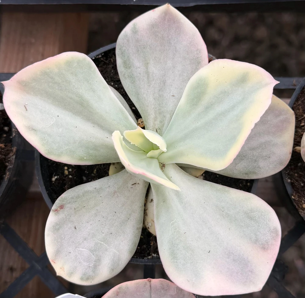 Echeveria Chantilly Variegated Succulent Live Plant - 4" Pot, Rare Indoor - Image 3