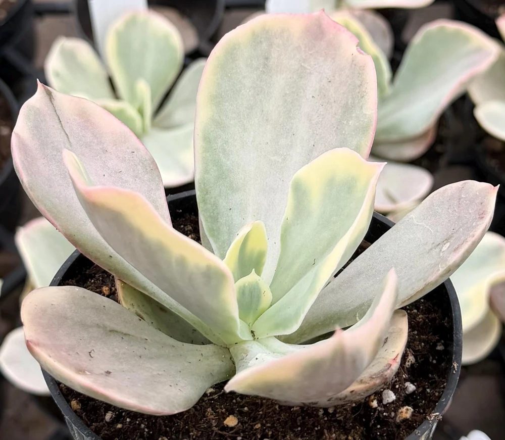 Echeveria Chantilly Variegated Succulent Live Plant - 4" Pot, Rare Indoor - Image 1