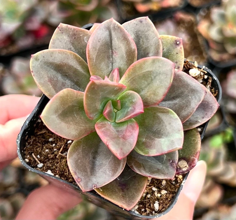 Echeveria Chroma Live Succulent Plant – 2 inch Pot – Indoor/Outdoor - Image 1