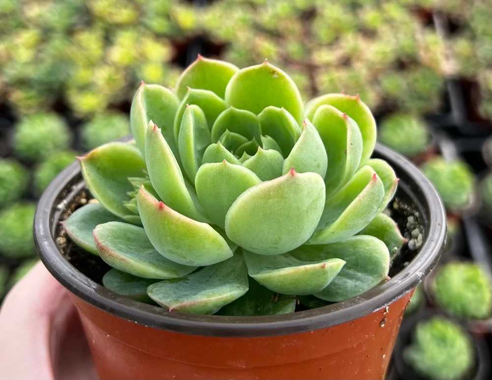 Echeveria Lime n' Chile Live Succulent Plant – 4 inch Pot – Indoor/Outdoor - Image 1