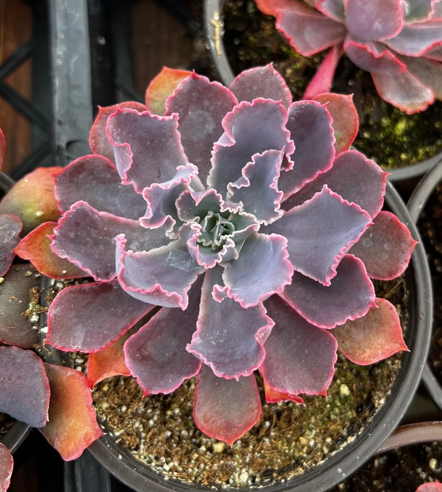 Echeveria Neon Breaker Live Plant - Pink Curly Succulent in 4 inch Pot - Indoor/Outdoor - Image 1