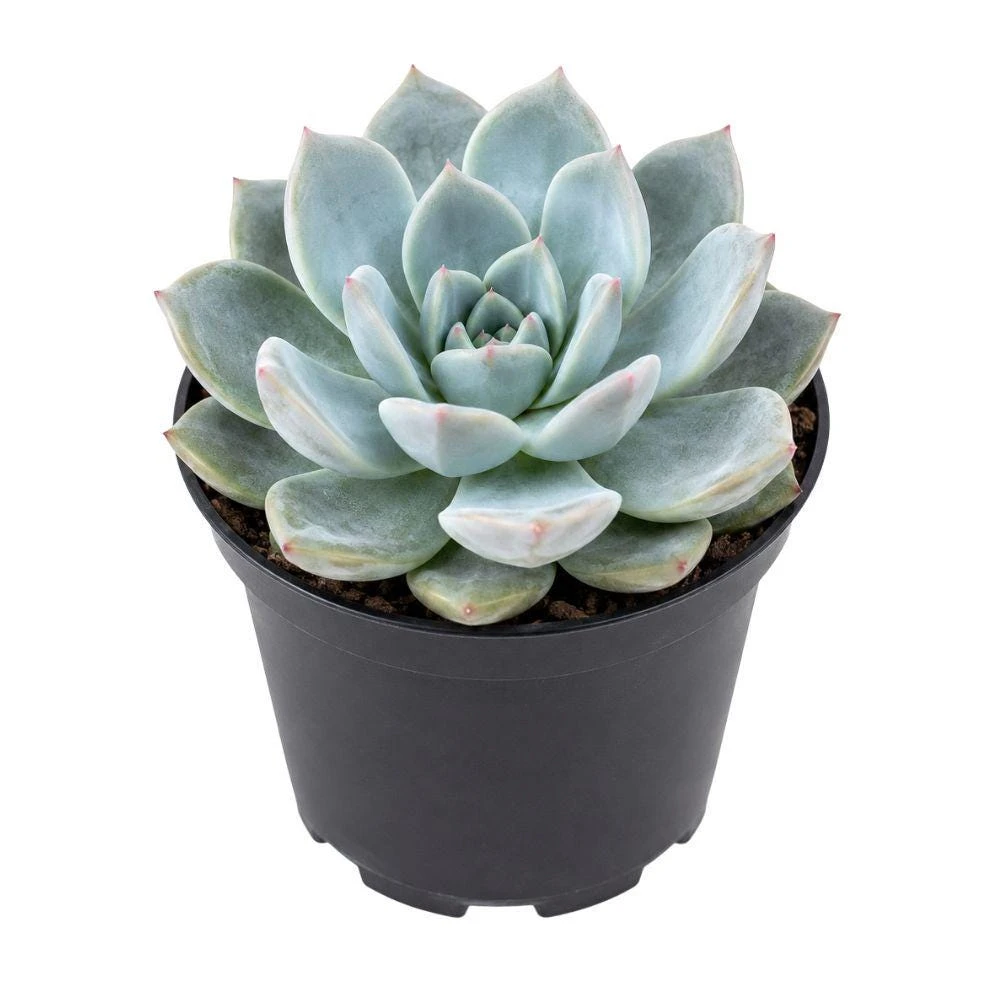 Echeveria Succulent Live Plant – 4 Inch Pot – Indoor/Outdoor Houseplant - Image 1