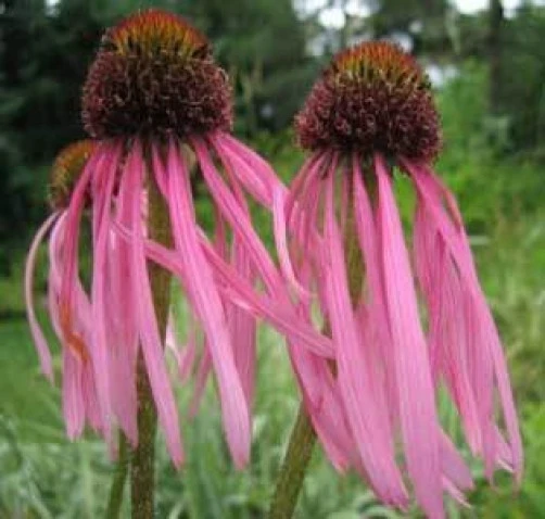 Echinacea pallida Pale Purple Coneflower Seeds - 20 Seeds for Outdoor Gardens - Image 1
