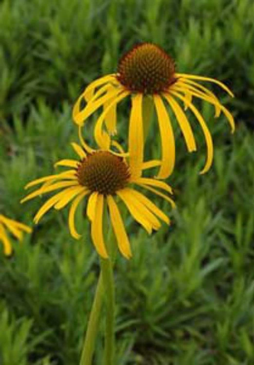 Echinacea paradoxa Seeds - Bush's Coneflower Perennial - 15 Seeds - Image 1
