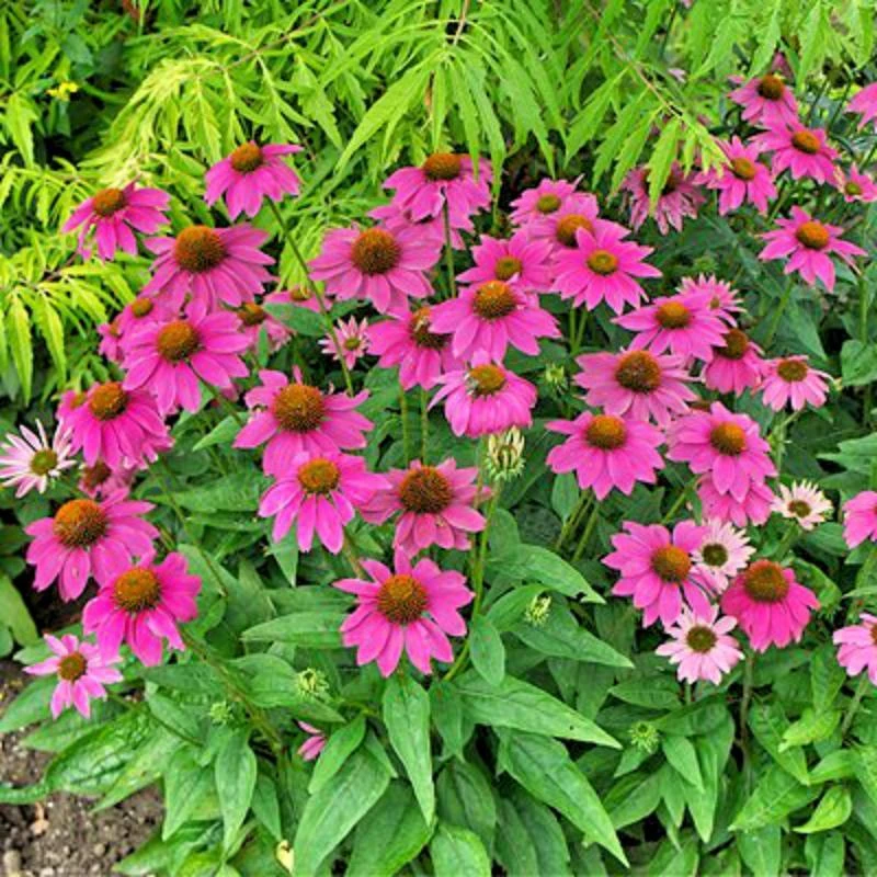 Echinacea PowWow Wild Berry Seeds – 8 Seeds – Vibrant Purple Coneflower Seeds - Image 1