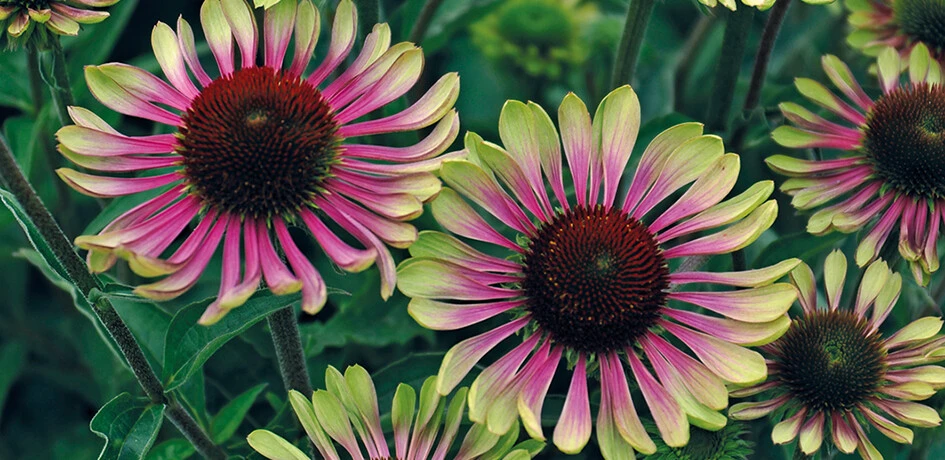 Echinacea Purpurea Green Twister Seeds - 8 Count Perennial Flower Seeds - Image 1