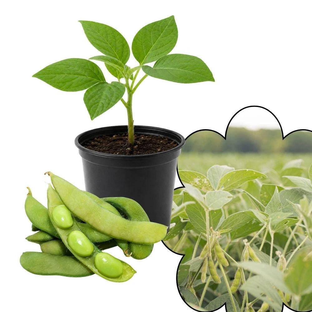 Edamame Live Plant - Soybean Garden Starter, 4 Inch Tall, Easy Vegetable for Home Gardens - Image 1