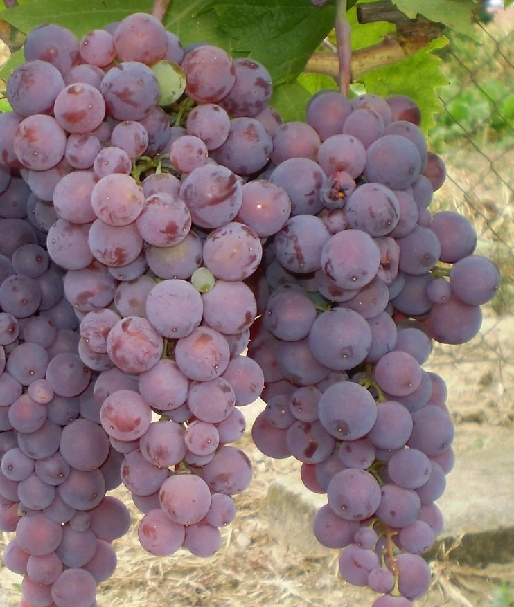 Einset Red Seedless Grape Vine - Live Plant, 1 Gallon Pot, 2-3 ft Tall, Outdoor - Image 1
