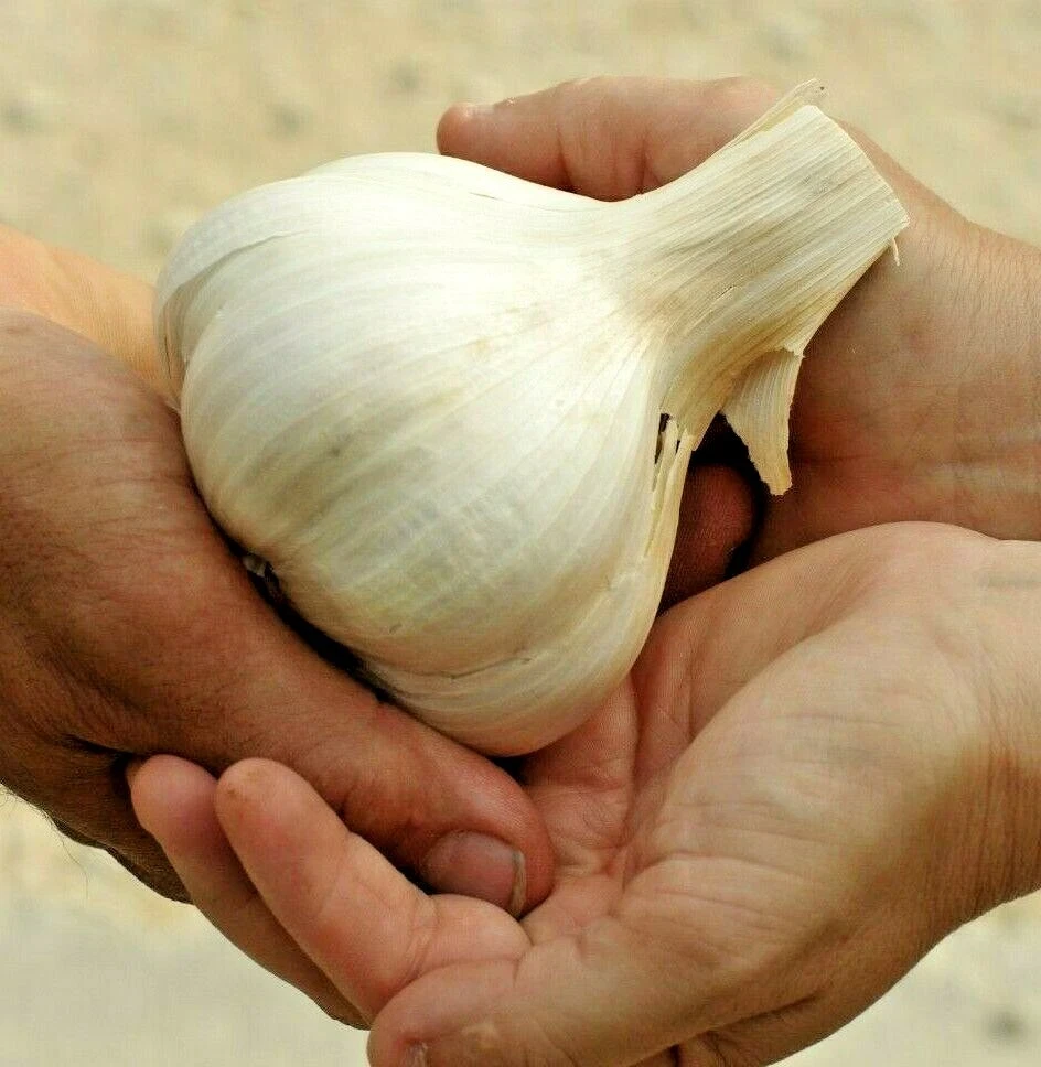 Elephant Garlic Clove 85g+ Organic USA Grown Jumbo Size for Planting - Image 1
