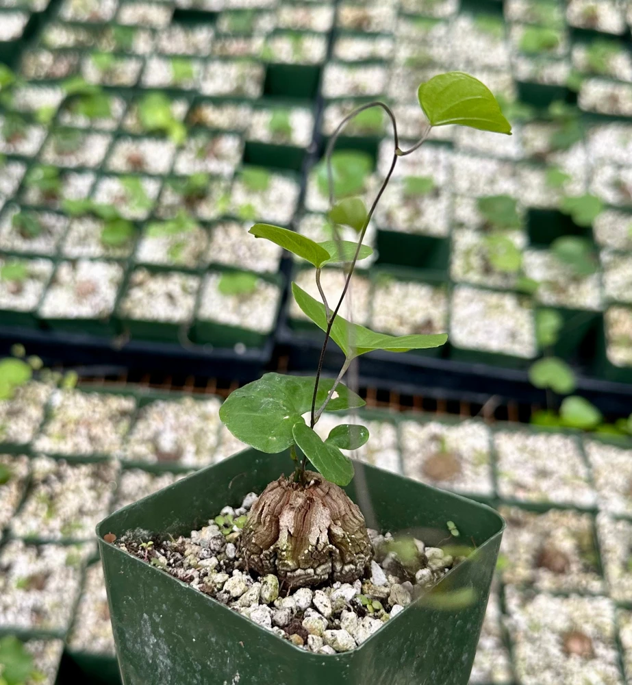 Elephant's Foot Live Plant - Dioscorea Elephantipes Rare Caudex Plant 4" Pot - Image 1