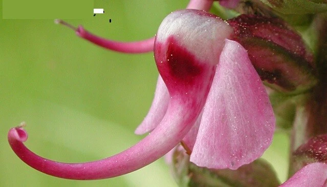 Elephant's Head Lousewort Seeds - Pedicularis groenlandica - 10 Seeds - Image 1
