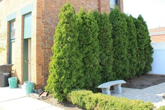 Emerald Green Arborvitae Live Plant - 1 Gallon Pot, 12-18" Tall, Outdoor Shrub - Image 1