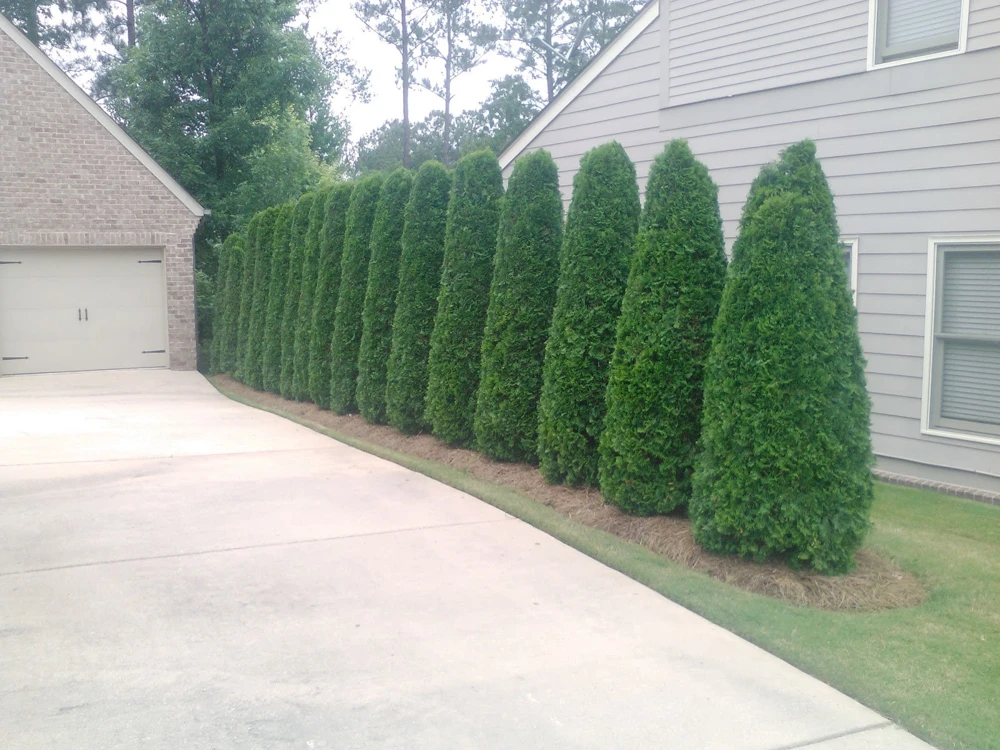 Emerald Green Arborvitae Live Plant – 4 inch Pot – Thuja occidentalis – 4-10 inches tall - Image 1