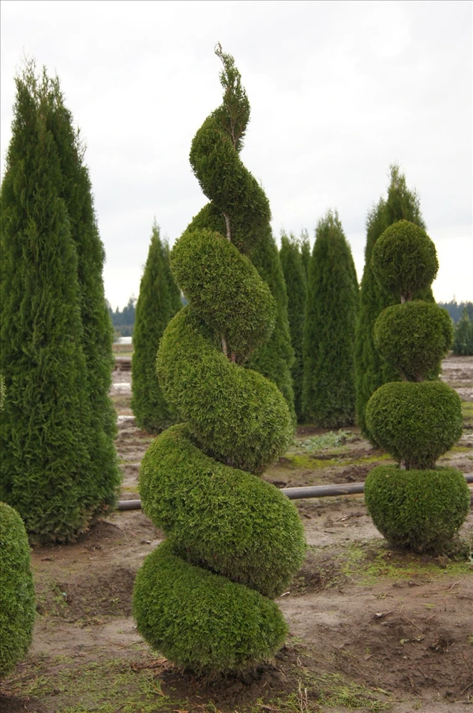 Emerald Green Arborvitae Live Plant – Thuja occidentalis – 2.5 inch Pot – 6-12 inches tall - Image 1