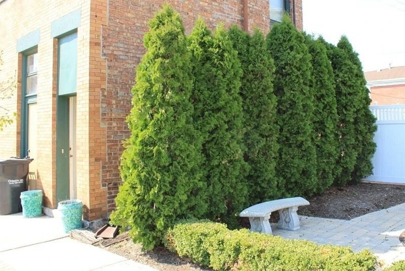 Emerald Green Arborvitae Live Plants - 25 Pack, 2.5" Pot, Thuja occidentalis, Outdoor - Image 1