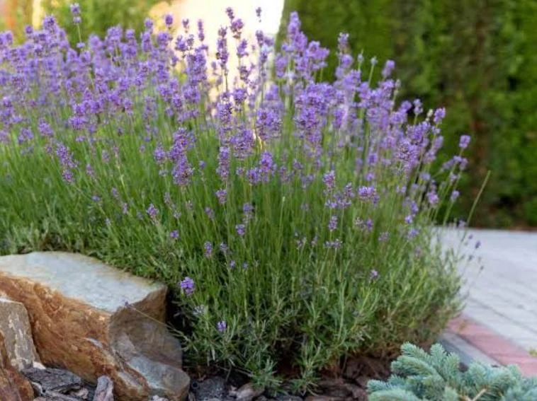 English Lavender Live Plant – 2 Pack – 3 inch Pot – Aromatic Herb for Gardens - Image 1