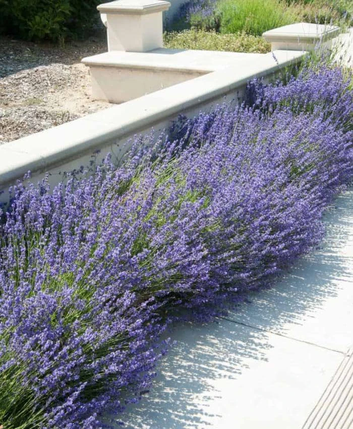 English Lavender Live Plant – 3" Pot – Aromatic Herb – Pollinator-Friendly Garden - Image 1