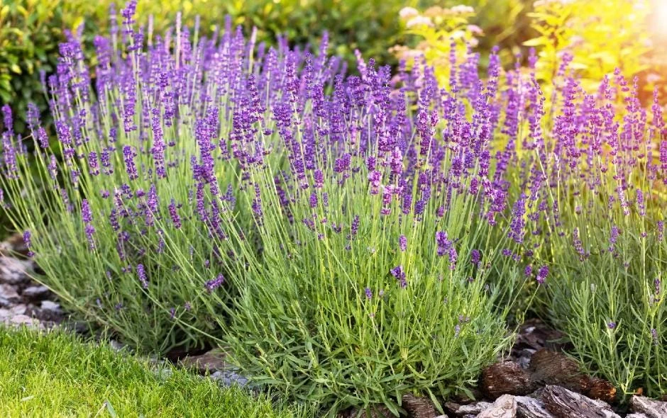 English Lavender Live Plant – 5 inch Pot – Fragrant Perennial Herb for Gardens - Image 1