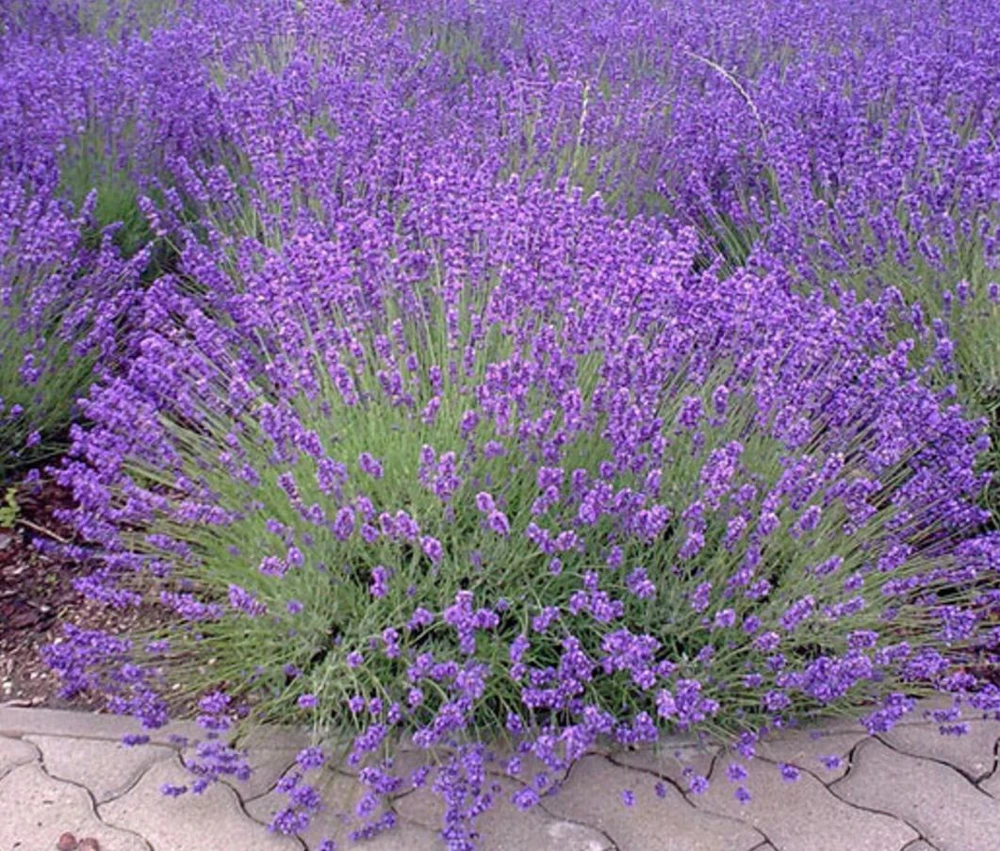 English Lavender Live Plant – 5" Pot – 1-2" Tall – Fragrant Purple Flowers - Image 1