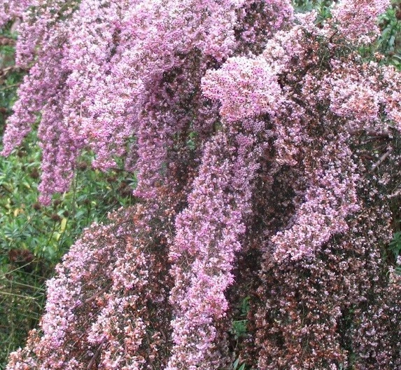 Erica canaliculata Hairy Grey Heather Seeds - 5 Seed Pack - Outdoor - Image 2