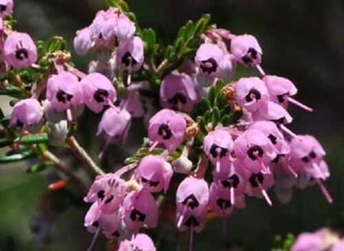 Erica canaliculata Hairy Grey Heather Seeds - 5 Seed Pack - Outdoor - Image 3